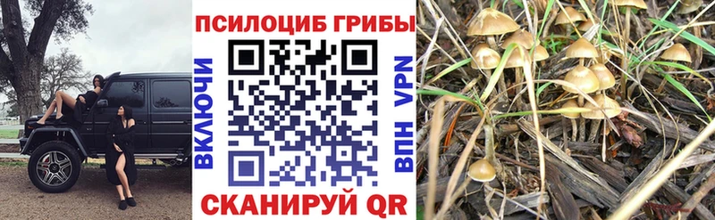 Псилоцибиновые грибы Psilocybine cubensis  Унеча 
